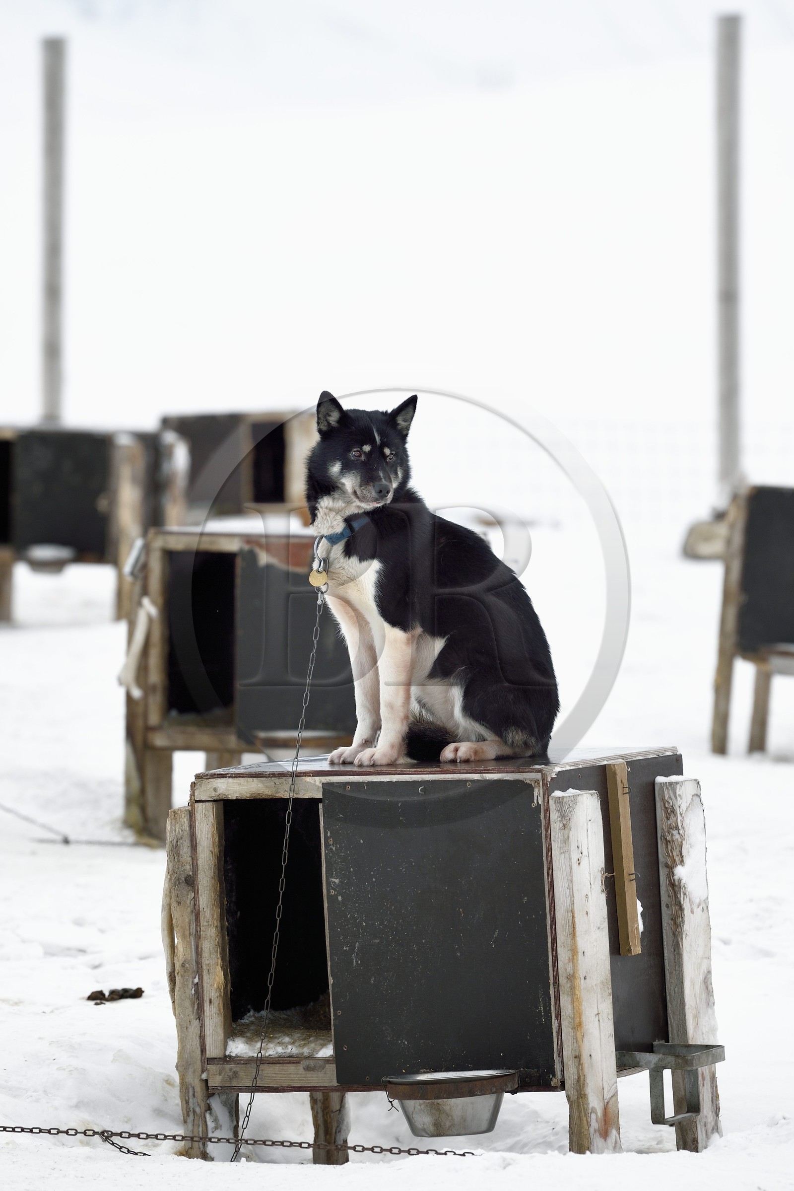 Norway, Svalbard, Spitzbergen, Adventdalen valley near Longyearbyen, breeding of sled dogs, Huskies wait at their kennels to be taken out to pull sleighs