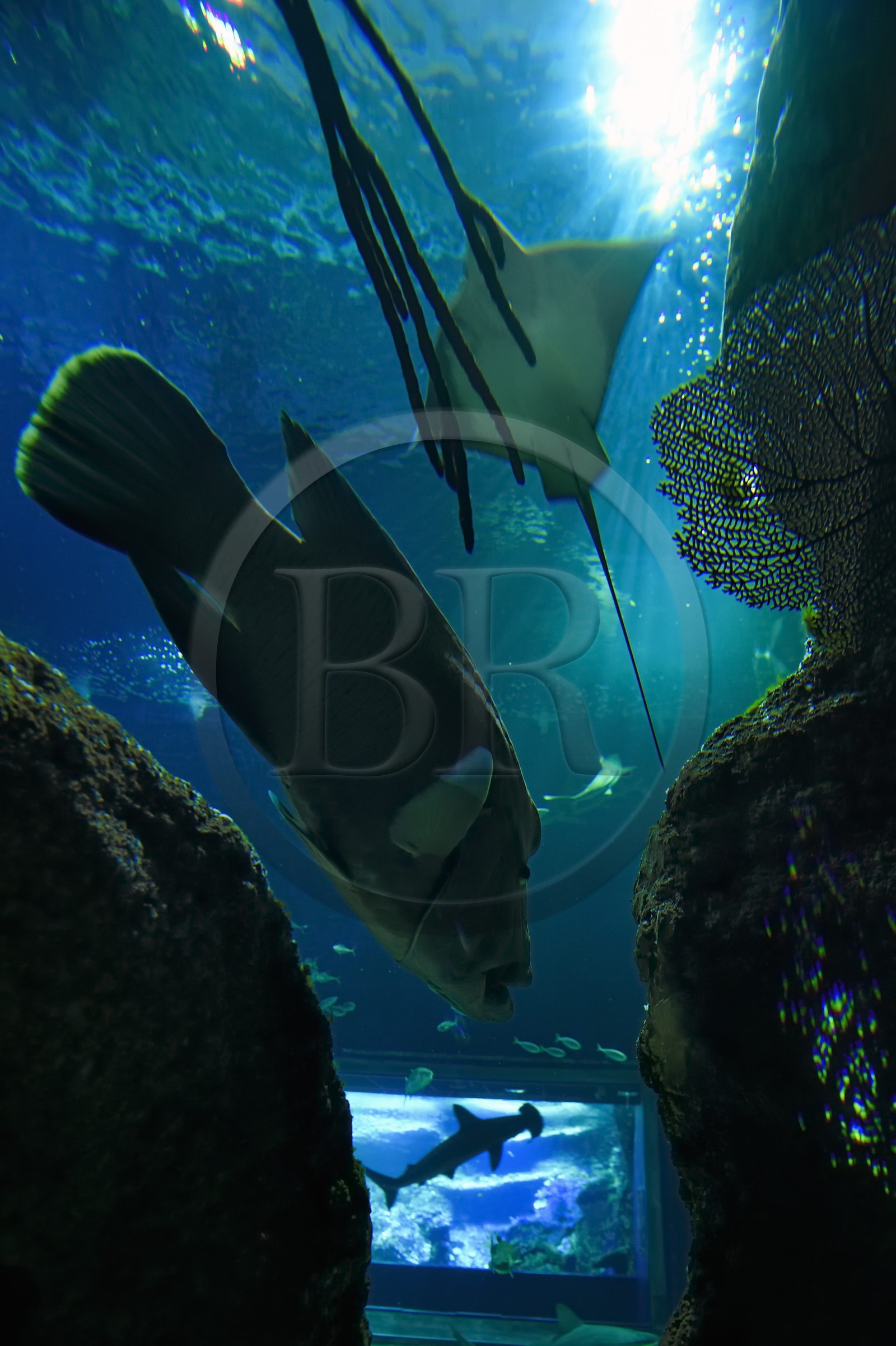 France, Pyrénées-Atlantiques (64), Pays-Basque, Biarritz, l'Aquarium - le Musée de la Mer, poisson napoléon (Cheilinus undulatus), raie et requin marteau en arrière plan