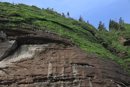 Canada, province de Québec, Gaspésie, île Bonaventure