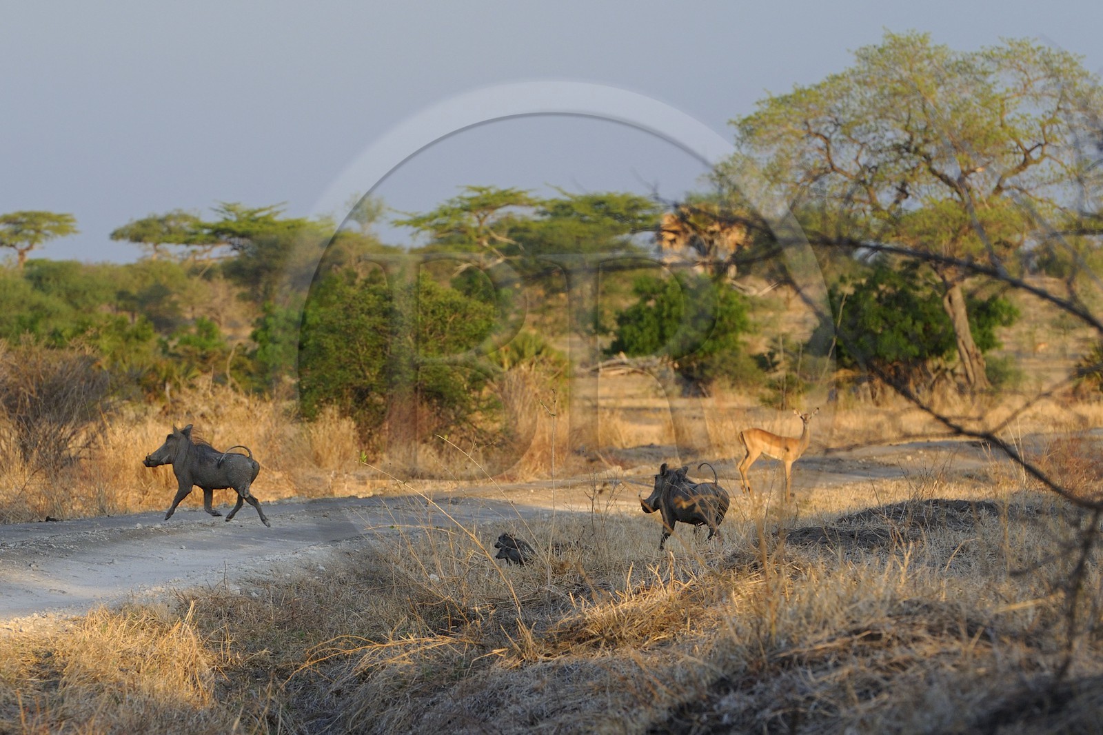 Tanzanie, Reserve de gibier de Selous une des plus grandes zones protégées au monde et inscrite sur la liste du patrimoine mondial de l’Unesco depuis 1982, phacochère (Phaecochoerus aethiopicus)
