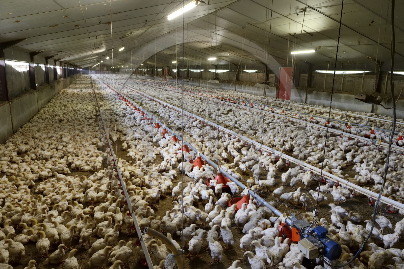 France, Finistère (29), Locronan, labellisé Les Plus Beaux Villages de France, élevage intensif au sol de poulets dans la ferme de la famille Louboutin, chaque hangar contient plus de trente mille poulets