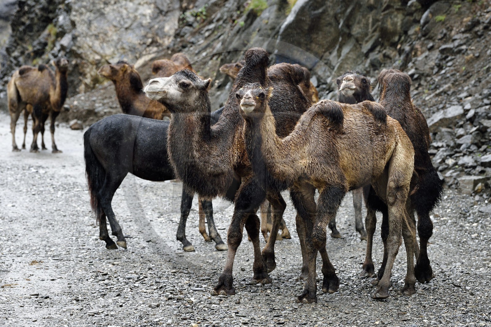 Azerbaïdjan, région de Ismailli, jeunes chameaux de Bactriane (Camelus bactrianus) en transhumance sur la route descendant de Lahij (Lahic)