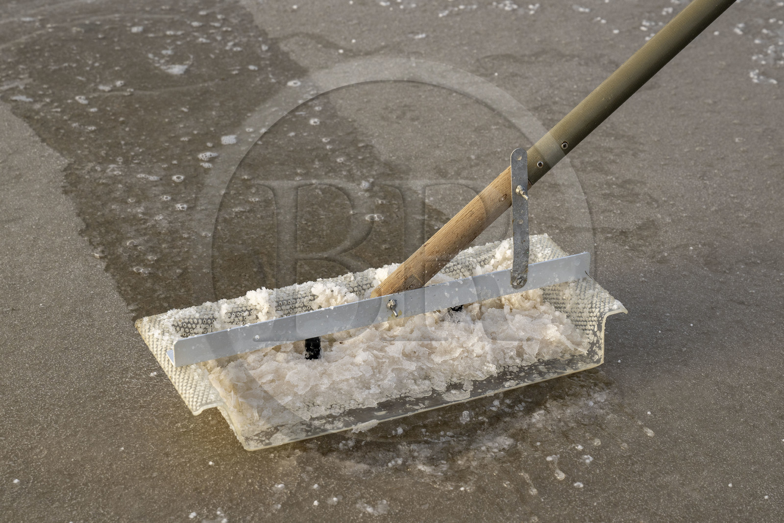 France, Charente Maritime, Oleron island, Saint Georges d'Oléron, artisanal picking of flower of salt by salt worker Samuel Barbereau
