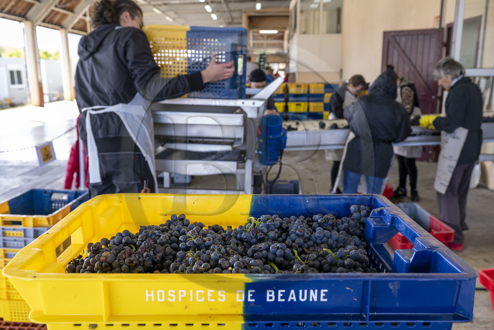 France, Côte-d'Or (21), les climats de Bourgogne classés Patrimoine Mondial de l'UNESCO, Beaune, Cuverie des Hospices de Beaune, grappes de raisins dans des caisses percées de 35 kg, un format idéal conçu pour ne pas abimer la vendange