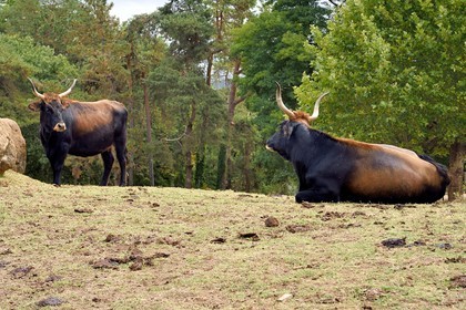 France, Dordogne (24), Perigord Noir, vallée de la Vézère, Thonac, Le Thot, espace Cro-Magnon, aurochs de Heck ou aurochs reconstitués