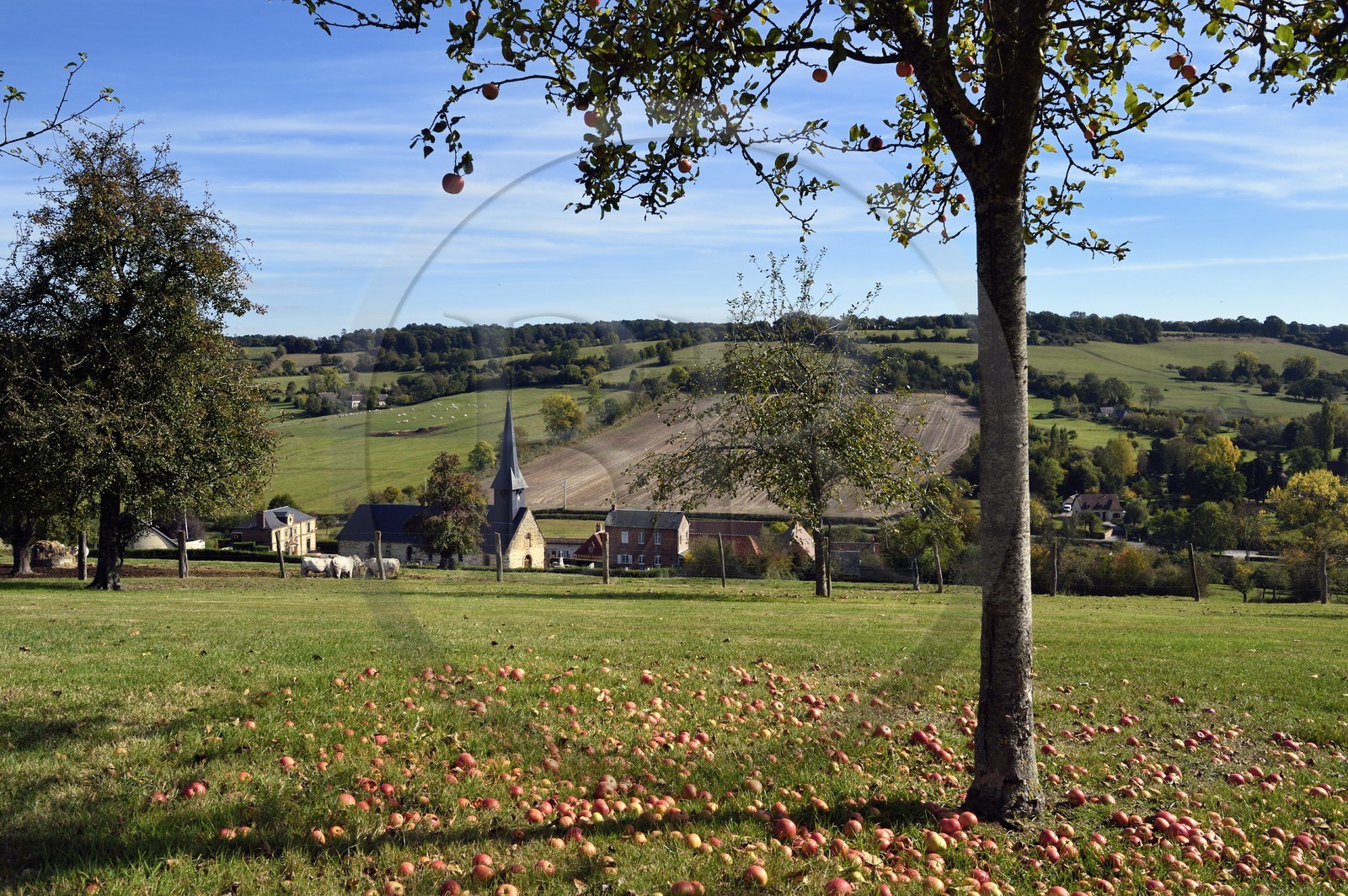France, Orne (61), Pays d'Auge, village de Camembert