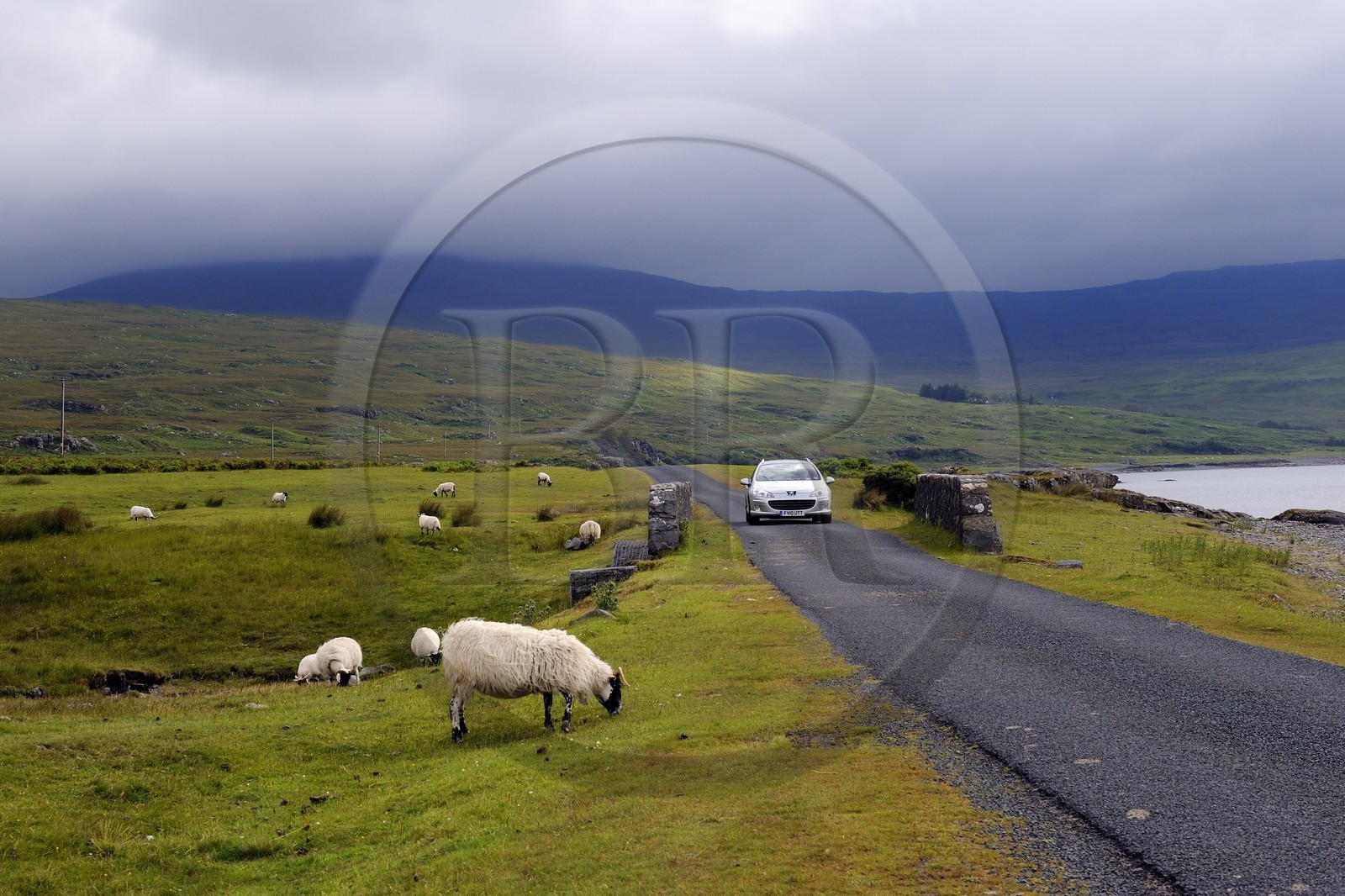 United Kingdom, Scotland, Highland, Inner Hebrides, Isle of Mull, sheep and rams on the shores of Loch na Keal