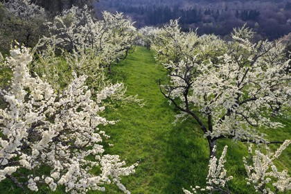 France, Meuse, Lorraine Regional Park, Cotes de Meuse, Saint Maurice sous les Cotes, mirabelliers (cherry-plum trees) in bloom (aerial view)