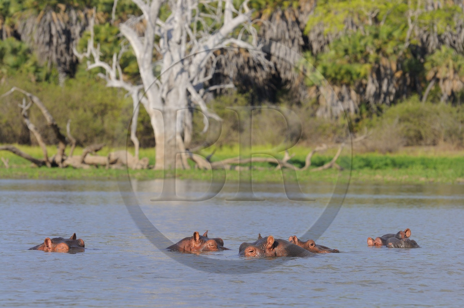Tanzanie, Reserve de gibier de Selous une des plus grandes zones protégées au monde et inscrite sur la liste du patrimoine mondial de l’Unesco depuis 1982, hippopotames sur le lac Nzerakera formé par la rivière Rufiji