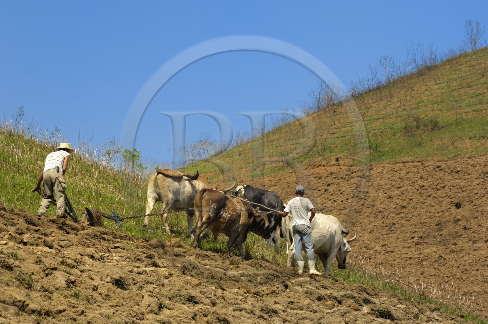 Brésil, Etat de Rio de Janeiro, Serra da Mantiqueira, paysans labourant leur champ avec une charrue (Route de l'or, Estrada Real)