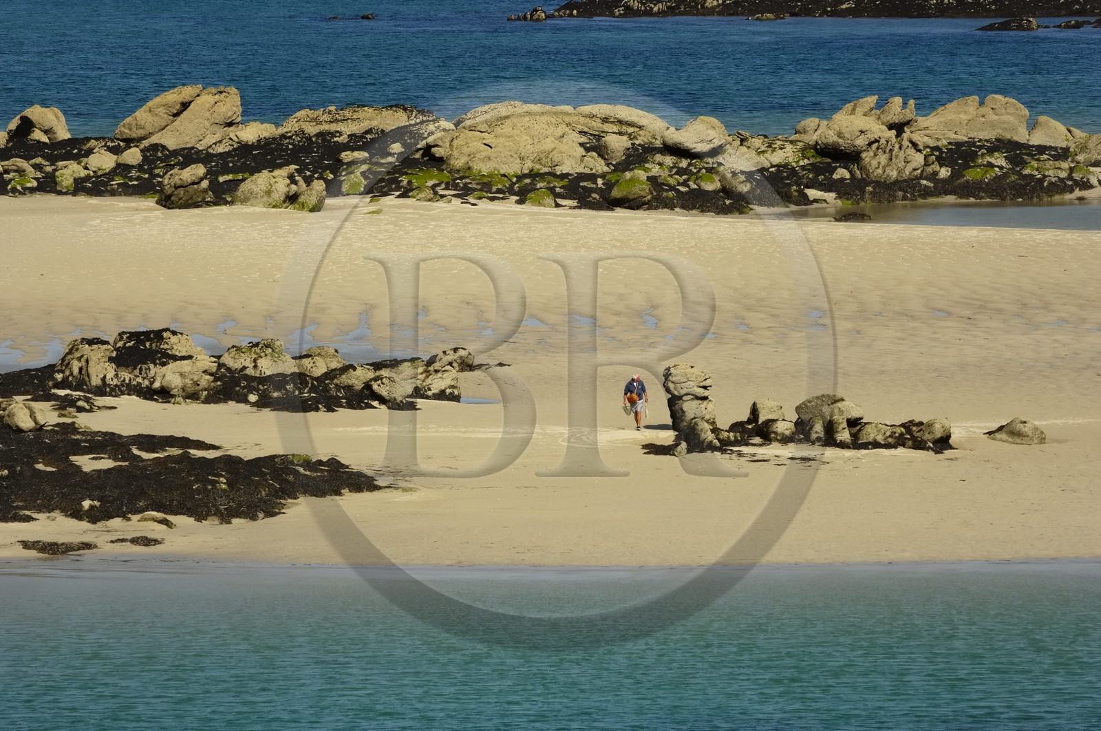 France, Manche (50), archipel des îles Chausey, pêche à pied de bouquets à marée basse