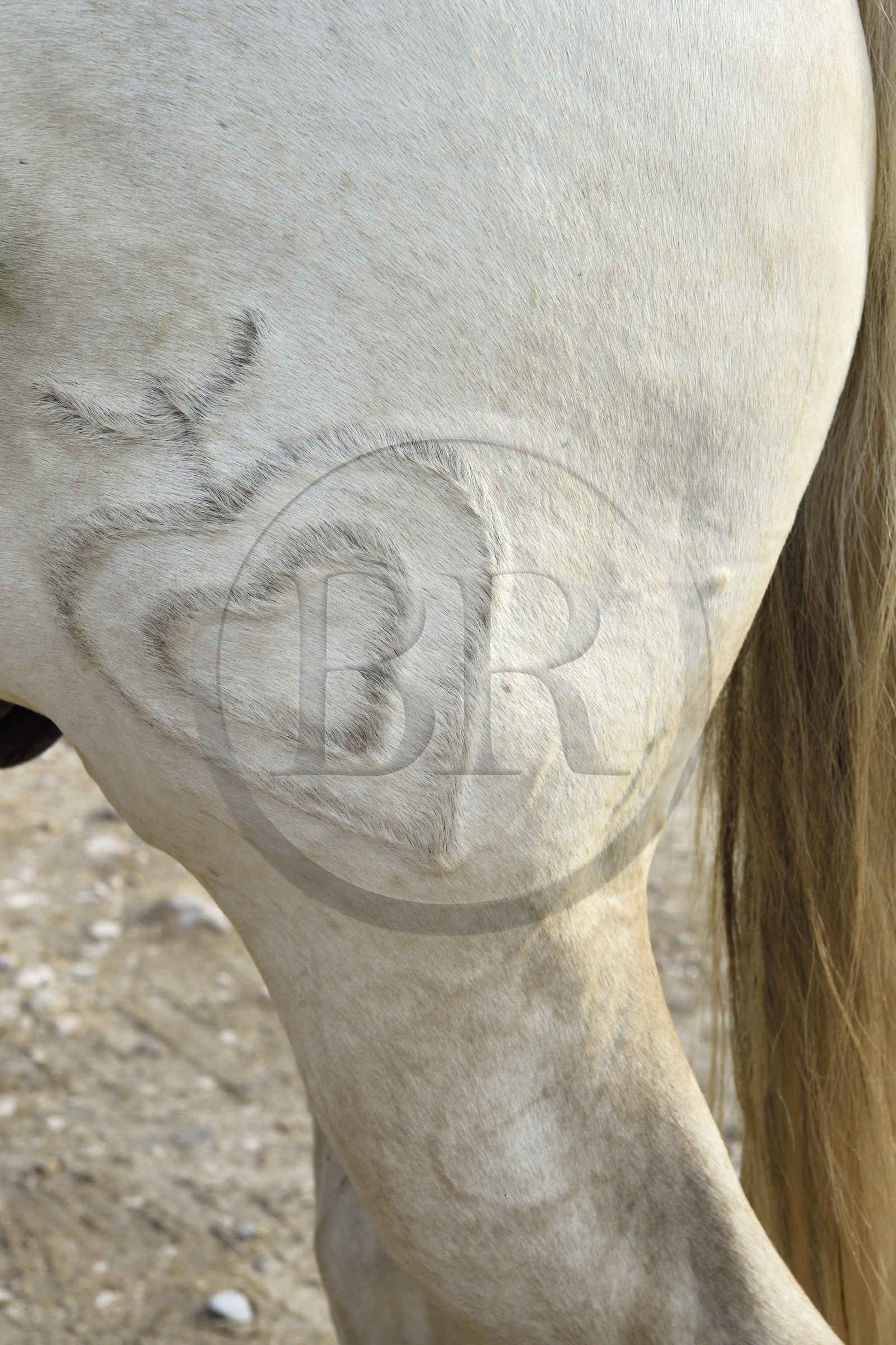 France, Bouches du Rhone, Parc naturel regional de Camargue (Regional Natural Park of Camargue), manade Jacques Mailhan, livestock branding