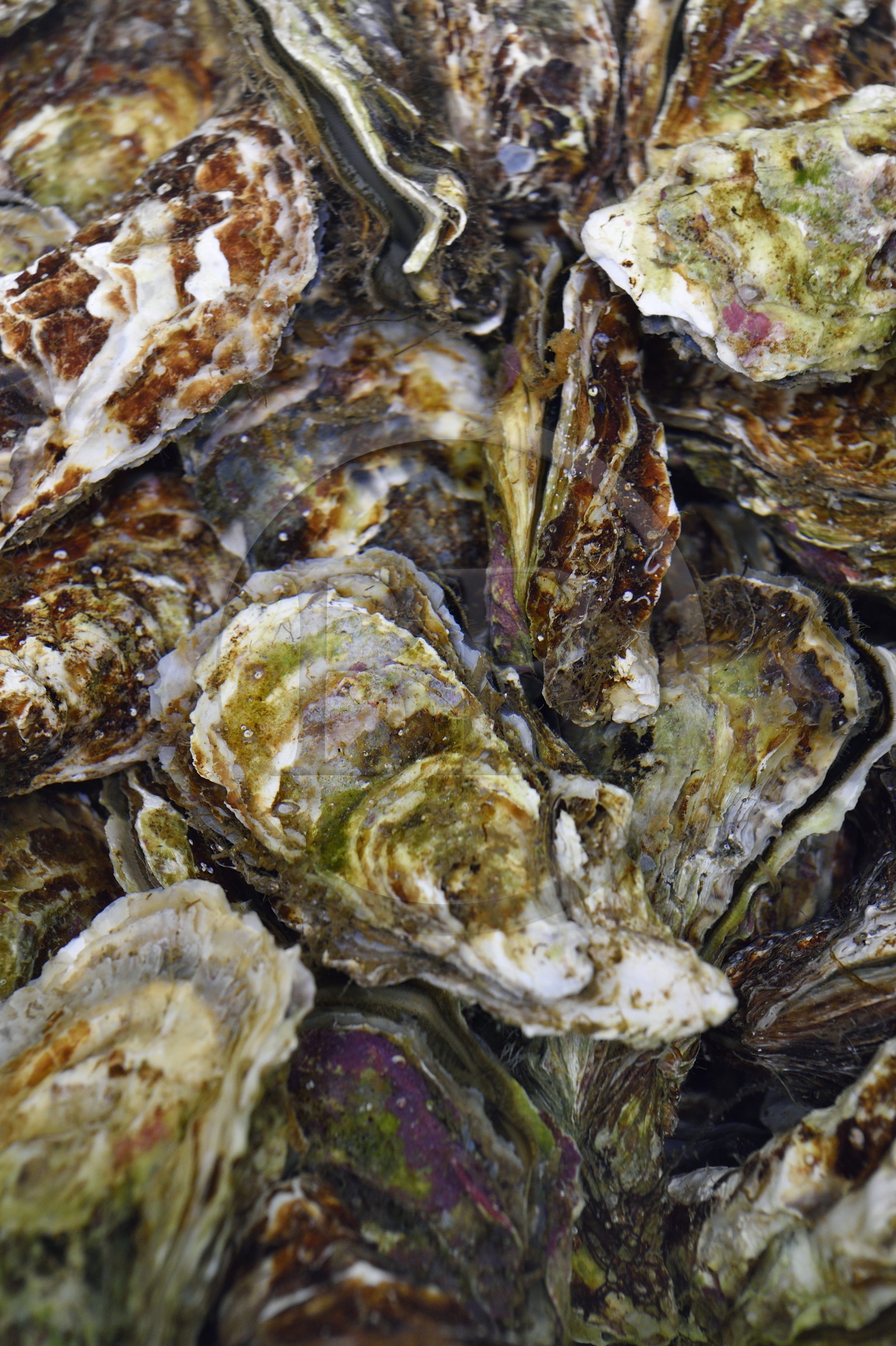 France, Var, La Seyne sur Mer, the oysters from the bay of Tamaris