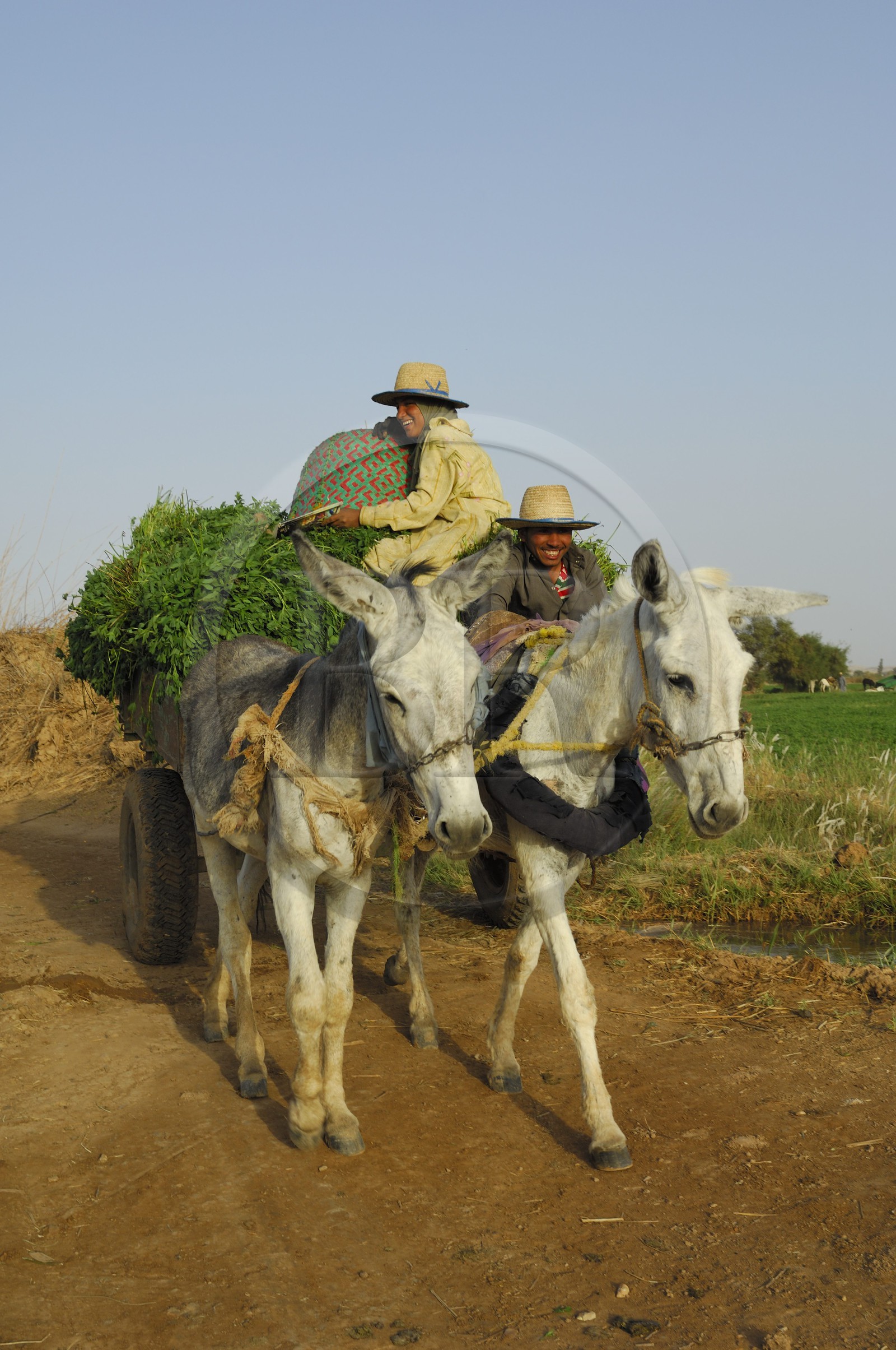 Egypt, Libyan Desert, Dakhla Oasis, town of Balat, field work