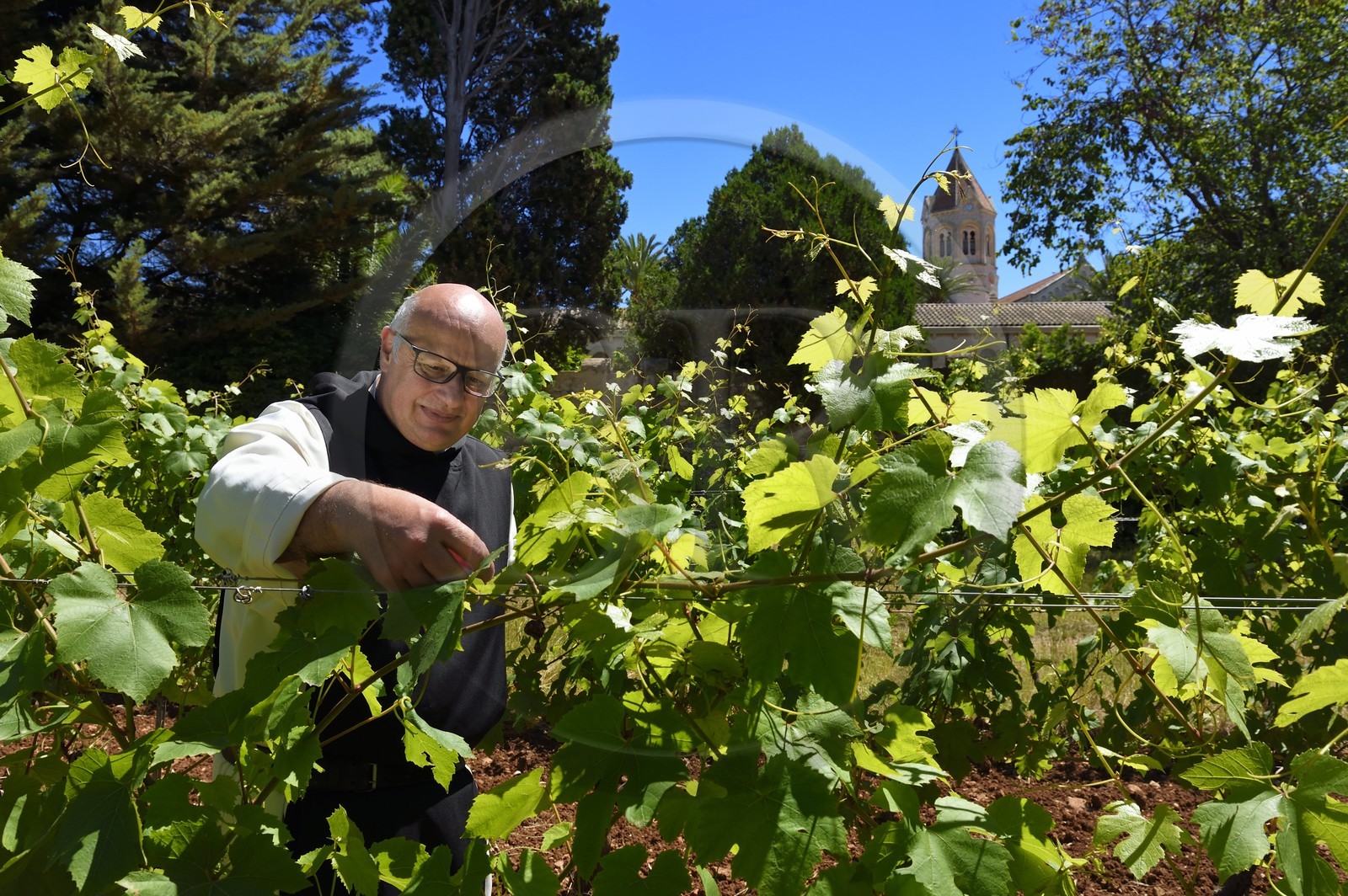 France, Alpes-Maritimes (06), Cannes, Iles de Lérins, Ile de Saint-Honorat, le frère Marie-Paques dans les vignes de l'Abbaye de Lérins, l'église abbatiale en arrière plan
