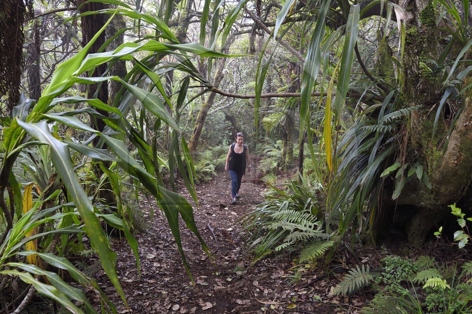 France, Ile de la Reunion, Le Tampon, forêt de Notre-Dame de la Paix en bordure de la Riviere des Remparts sur les pentes du volcan du Piton de la Fournaise