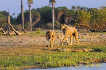 Tanzanie, Reserve de gibier de Selous une des plus grandes zones protégées au monde et inscrite sur la liste du patrimoine mondial de l’Unesco depuis 1982, Babouins jaunes (Papio hamadryas cynocephalus) passant non loin d'un bébé crocodile