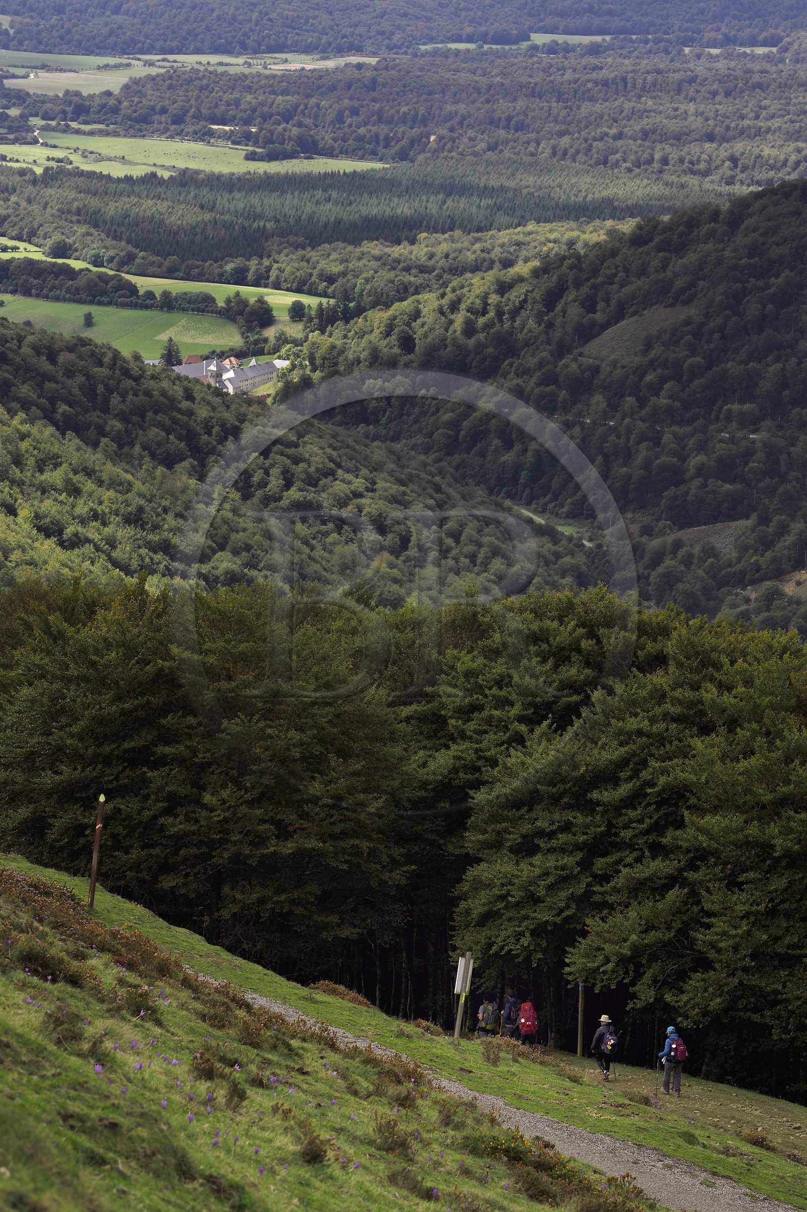 Espagne, Pays-Basque, Navarre, pèlerins sur le chemin de Saint-Jacques de Compostelle dans la descente vers Roncevaux et la Collégiale royale de Roncevaux en arrière plan