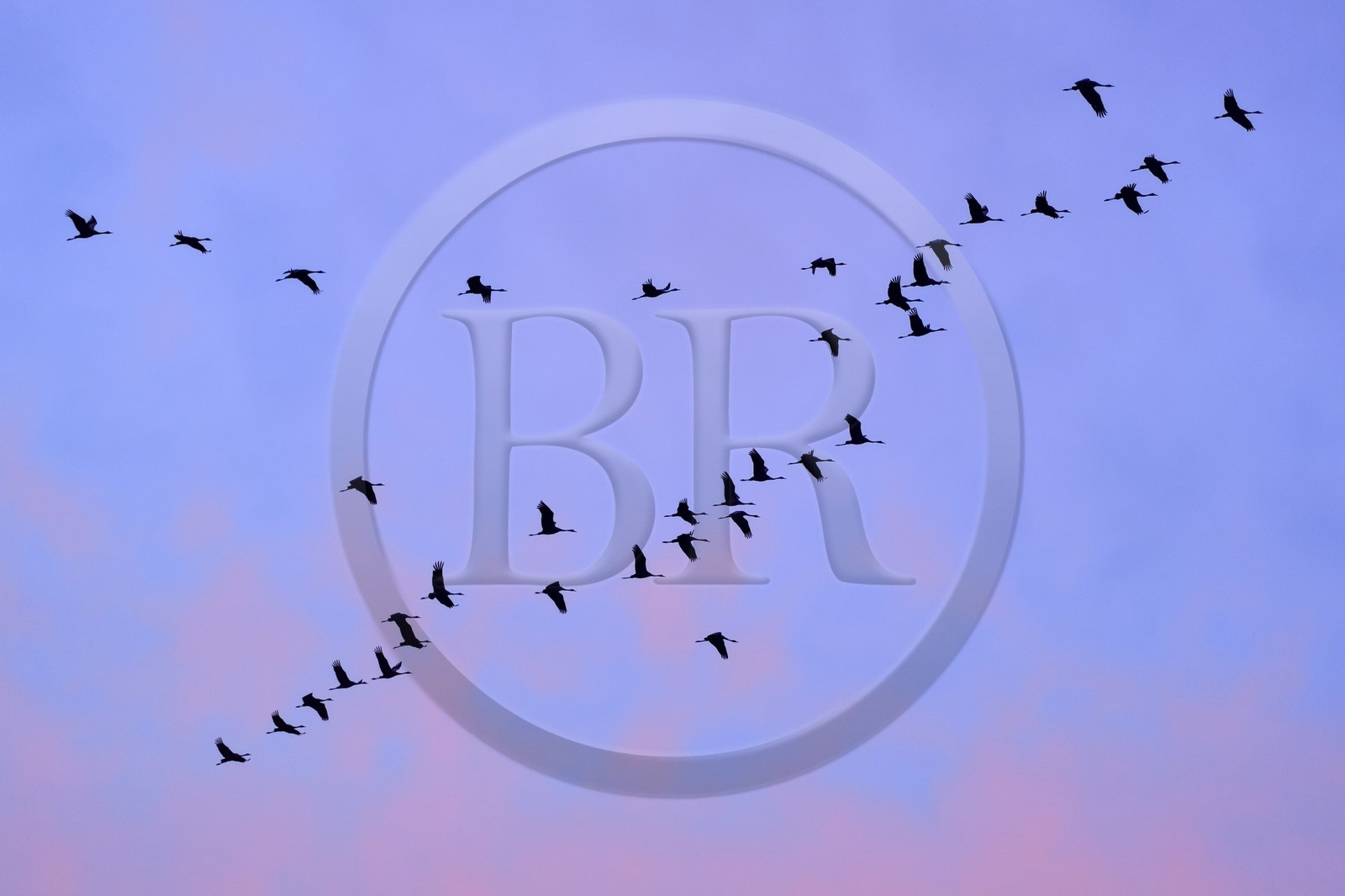 France, Indre (36), le Berry, parc naturel régional de la Brenne, Rosnay, étang de la Mer Rouge, grue cendrée (grus grus), vol au coucher de soleil