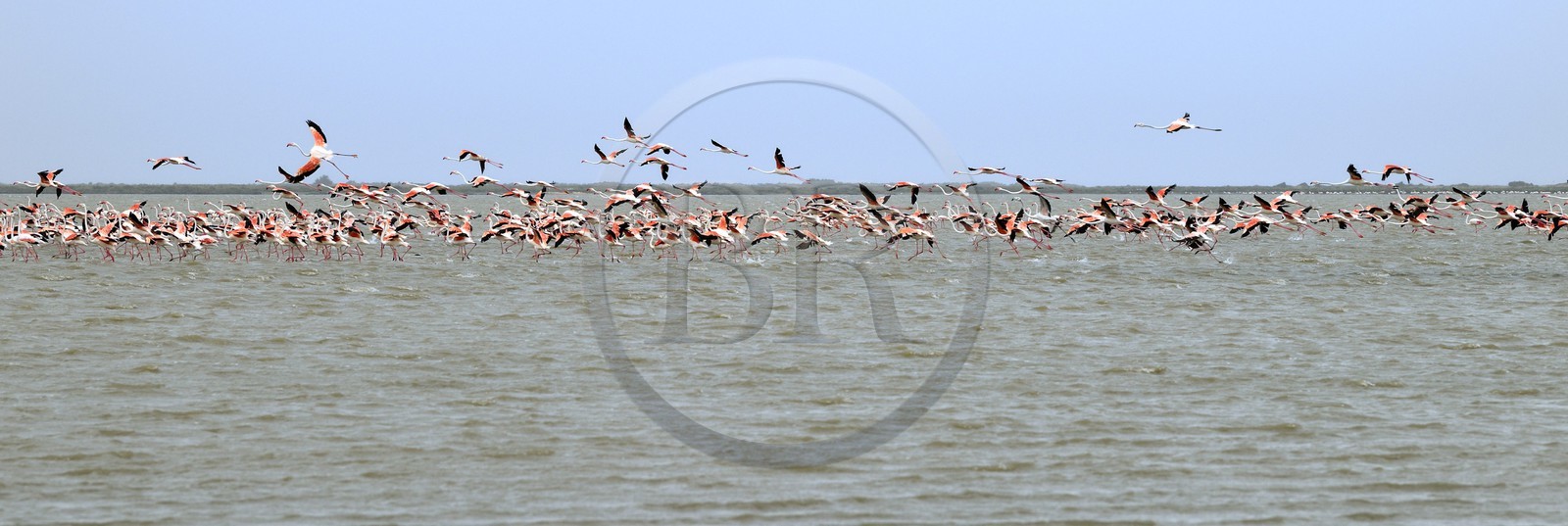 France, Bouches-du-Rhône (13), Parc naturel régional de Camargue, l’étang du Vaisseau, flamants roses (Phoenicopterus roseus)
