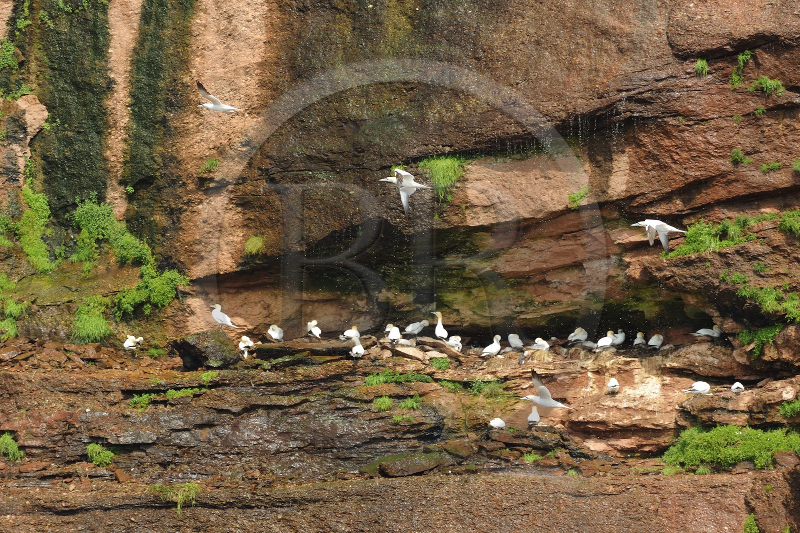 Canada, province de Québec, Gaspésie, île Bonaventure, fous de Bassan