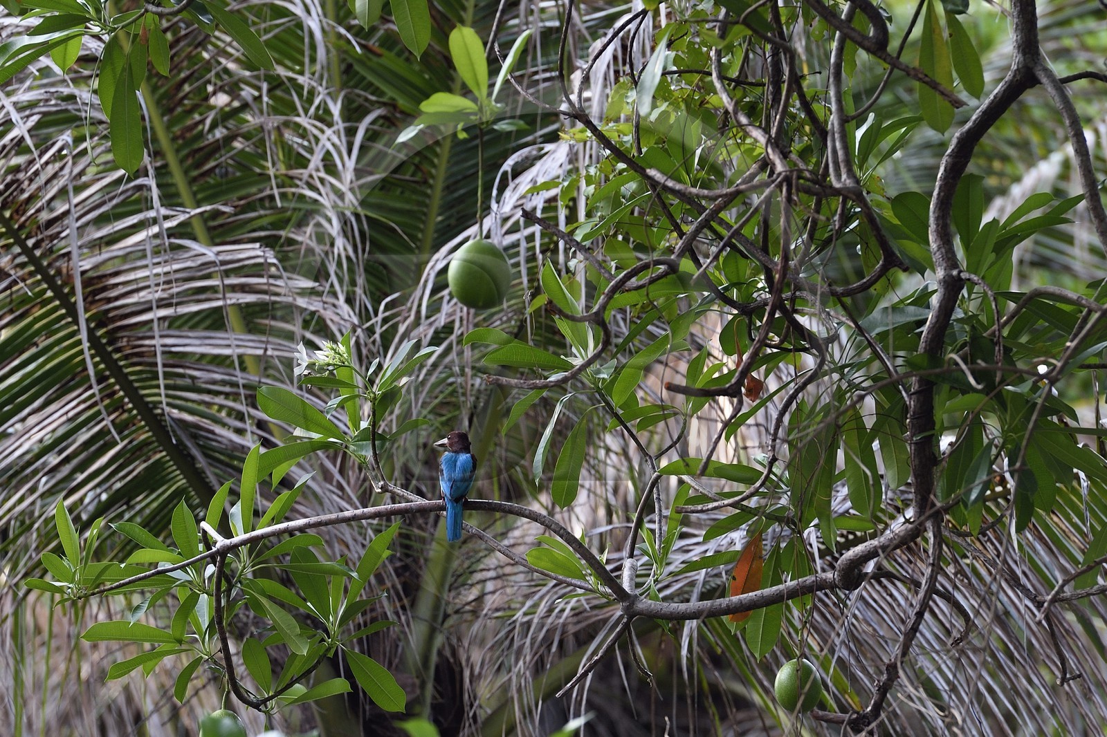 Sri Lanka, Province de l'Ouest, canal hollandais (Hamilton Canal) entre Colombo et Negombo vers Uswetakeiyawa, Martin-chasseur de Smyrne ou Martin-chasseur à gorge blanche (Halcyon smyrnensis)