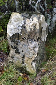 France, Vosges, Ballons des Vosges Regional Natural Park, Saint Maurice sur Moselle, Gazon Rouge meadow, a former French and German border pillar where we can see the F