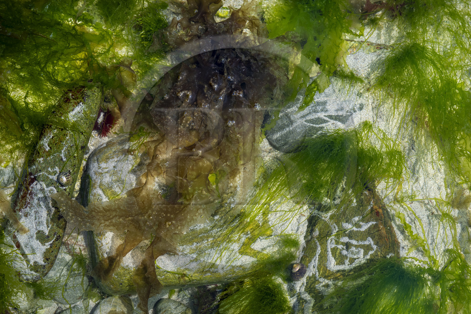 France, Finistère (29), Pays Bigouden, Baie d'Audierne, Plozévet, algues sauvages alimentaires (Ao Nori pour les vertes) sur la plage à marée basse