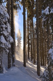 France, Haute Savoie, Morzine, the valley of Aulps, massif of Chablais, ski slopes of the Portes du Soleil, the snowy forest on the Pléney (1554m)