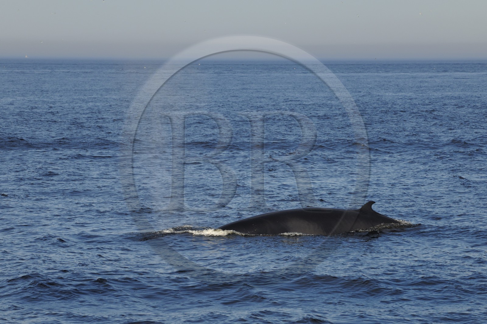 Canada, Quebec Province, Manicouagan, Tadoussac, humpback whale in the Gulf of Saint Lawrence