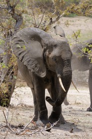 Tanzanie, Reserve de gibier de Selous une des plus grandes zones protégées au monde et inscrite sur la liste du patrimoine mondial de l’Unesco depuis 1982, Éléphant de savane d'Afrique (Loxodonta africana)