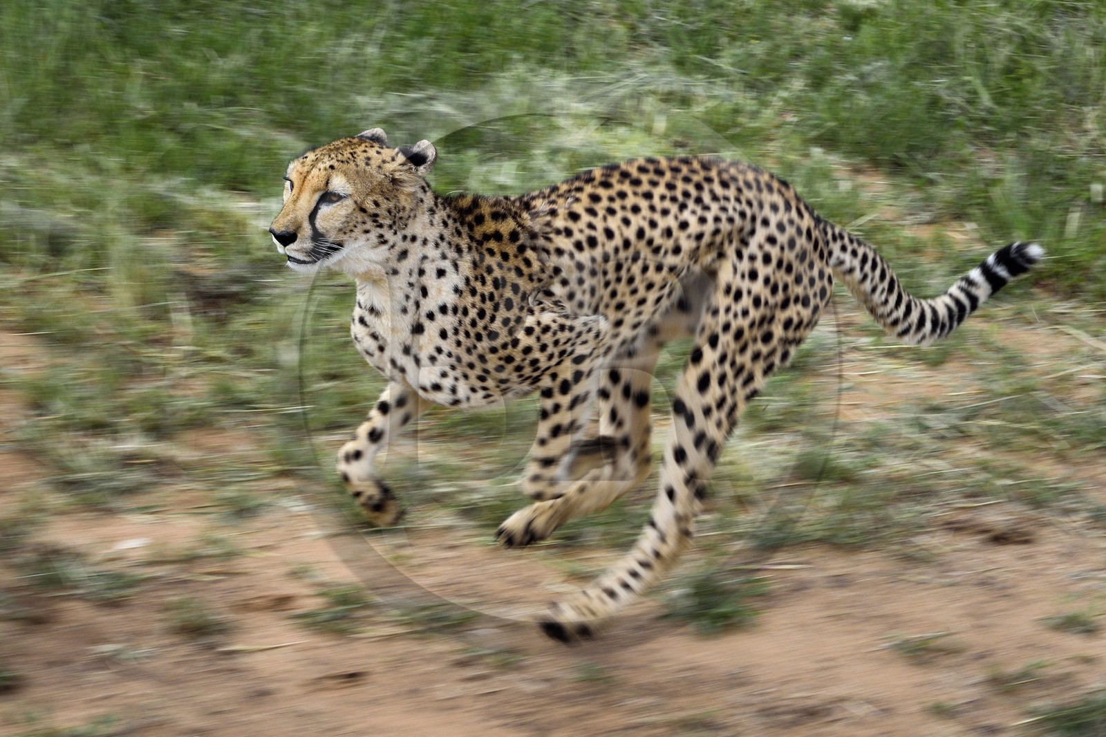 Namibie, Otjiwarongo, Cheetah Conservation Fund, centre de recherche et d'éducation, guépard (Acinonyx jubatus) entrainé à courir pour rester en forme et sain
