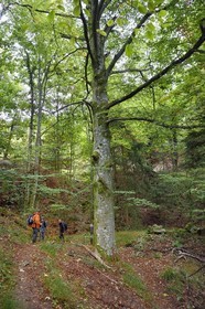 France, Haut-Rhin (68), Thannenkirch, randonnée dans le massif du Taennchel, hêtre remarquable