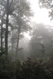 France, Seine-Maritime (76), forêt dans la brume aux alentours de Saint-Martin-de-Boscherville