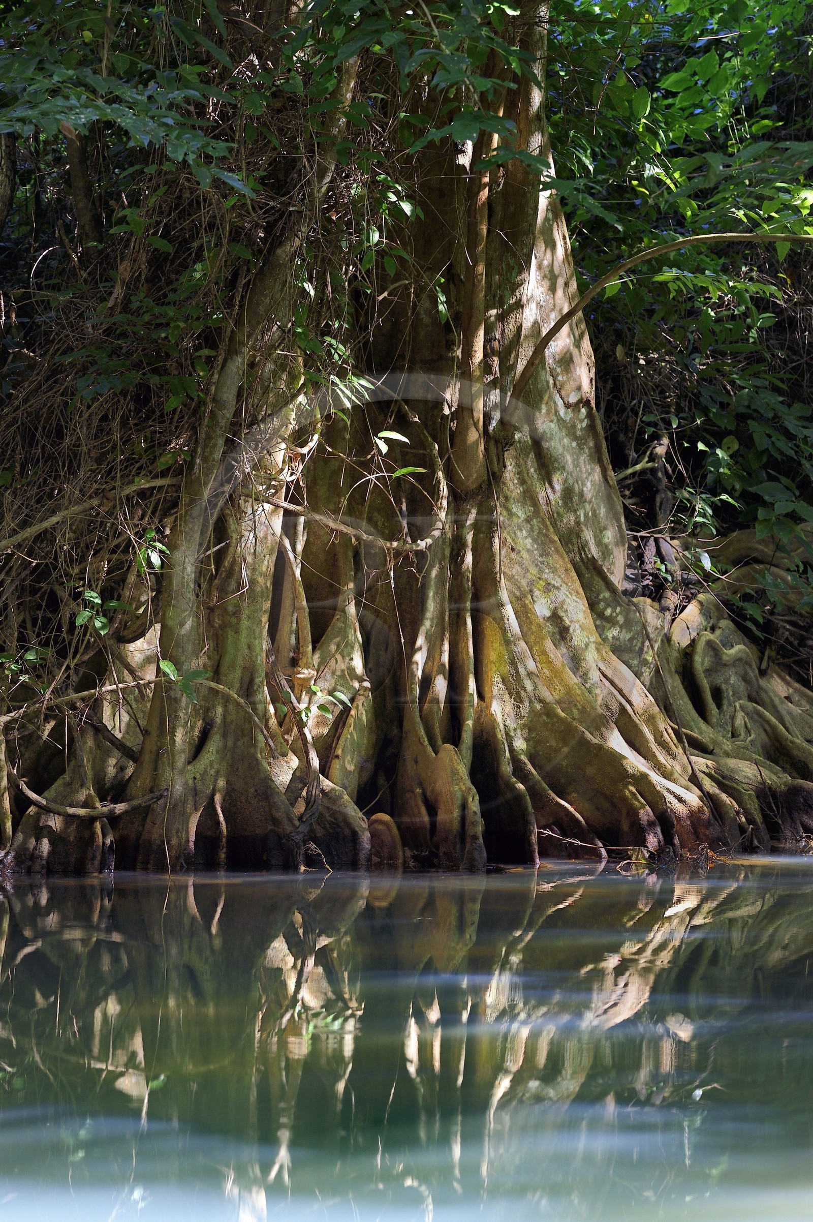 Caribbean, Dominica Island, Portsmouth, the banks of the Indian River, dragon's blood or blood-wood tree (Pterocarpus officinalis)
