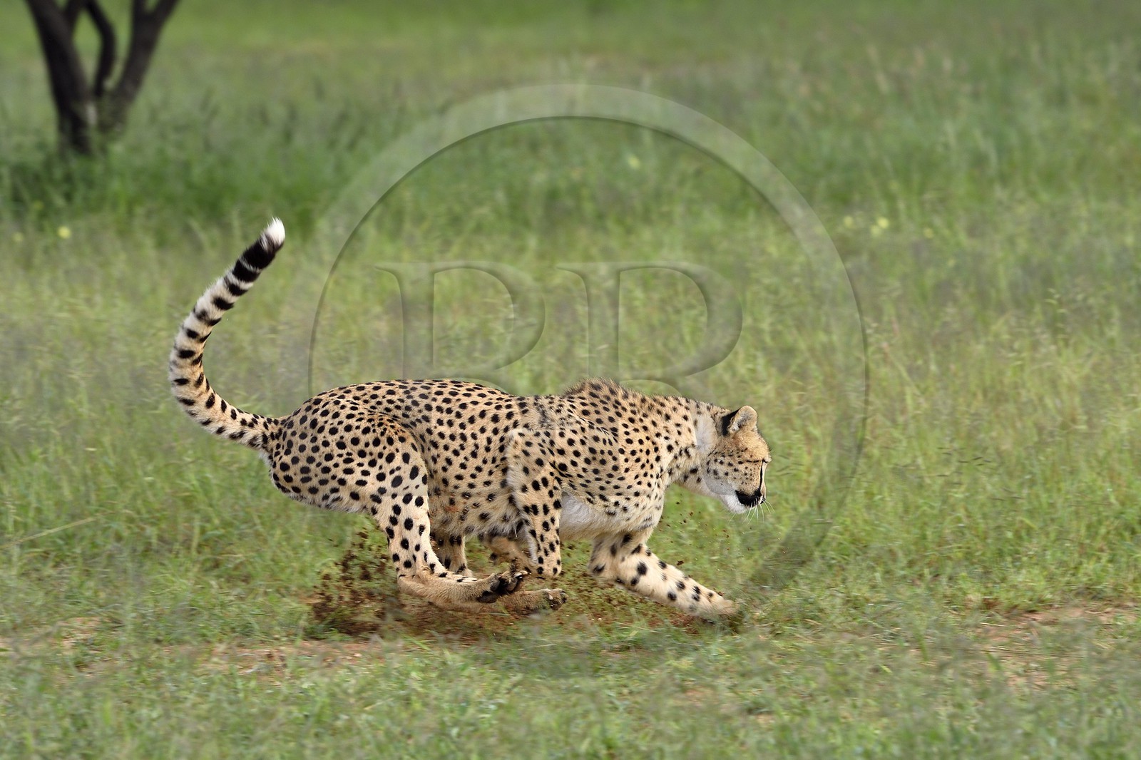 Namibie, Otjiwarongo, Cheetah Conservation Fund, centre de recherche et d'éducation, guépard (Acinonyx jubatus) chassant un leurre pour lui donner de l'exercice et garder la forme