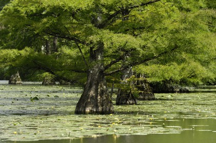 France, Loir et Cher, Chateau de Cheverny park, following cypress on the canal