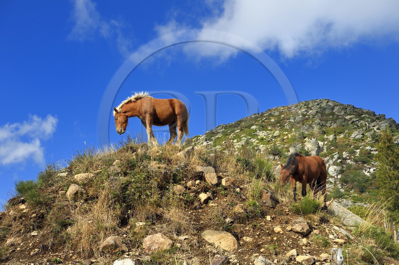 France, Ardeche, parc naturel regional des Monts d'Ardeche (Regional natural reserve of the Mounts of Ardeche), horses at the foot of the Mont Gerbier de Jonc (altitude of 1551m)
