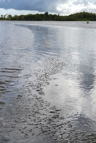 France, Guyane, Kourou, le poisson gros-yeux ou quatre-yeux (Anableps anableps) dans l'estuaire du fleuve Kourou
