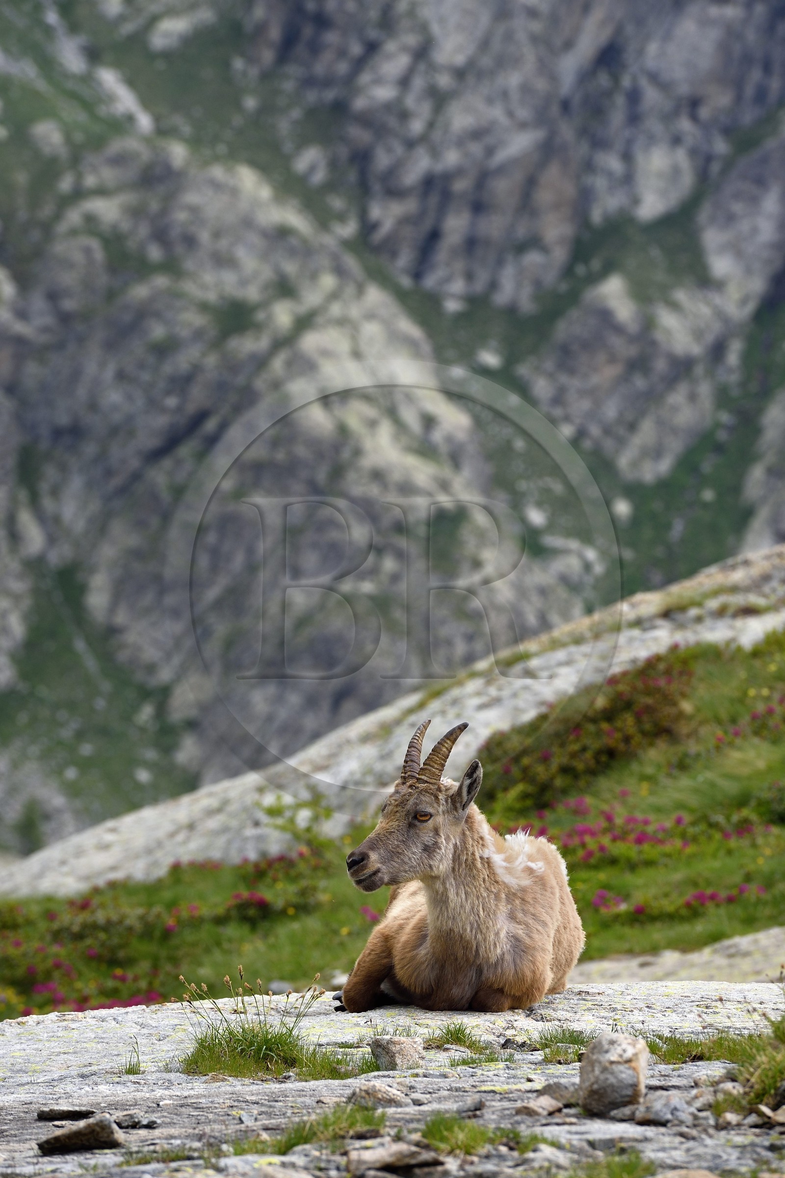 France, Alpes-Maritimes (06), parc national du Mercantour, vallée de la Valmasque, étagne, bouquetin (Capra ibex) femelle des Alpes