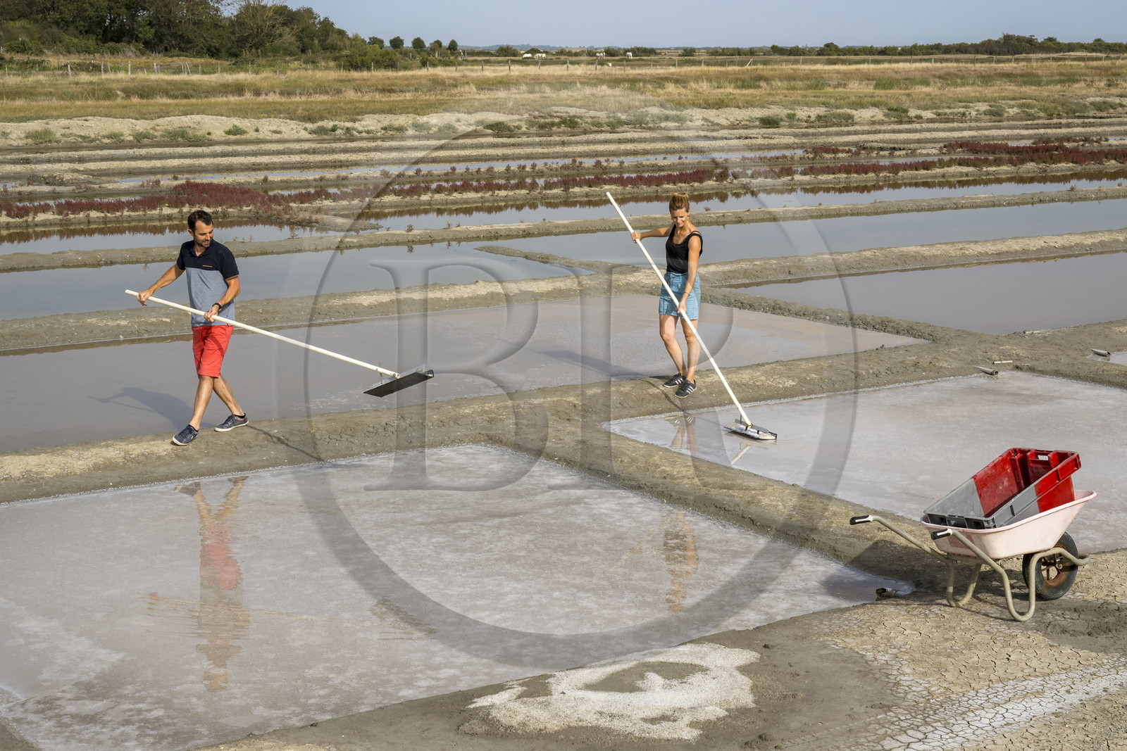 France, Charente-Maritime (17), Port-des-Barques, Ile Madame, la Ferme Aquacole de l'Ile Madame, Jean Philippe et Gaelle Mineau récoltent le sel de leur saline