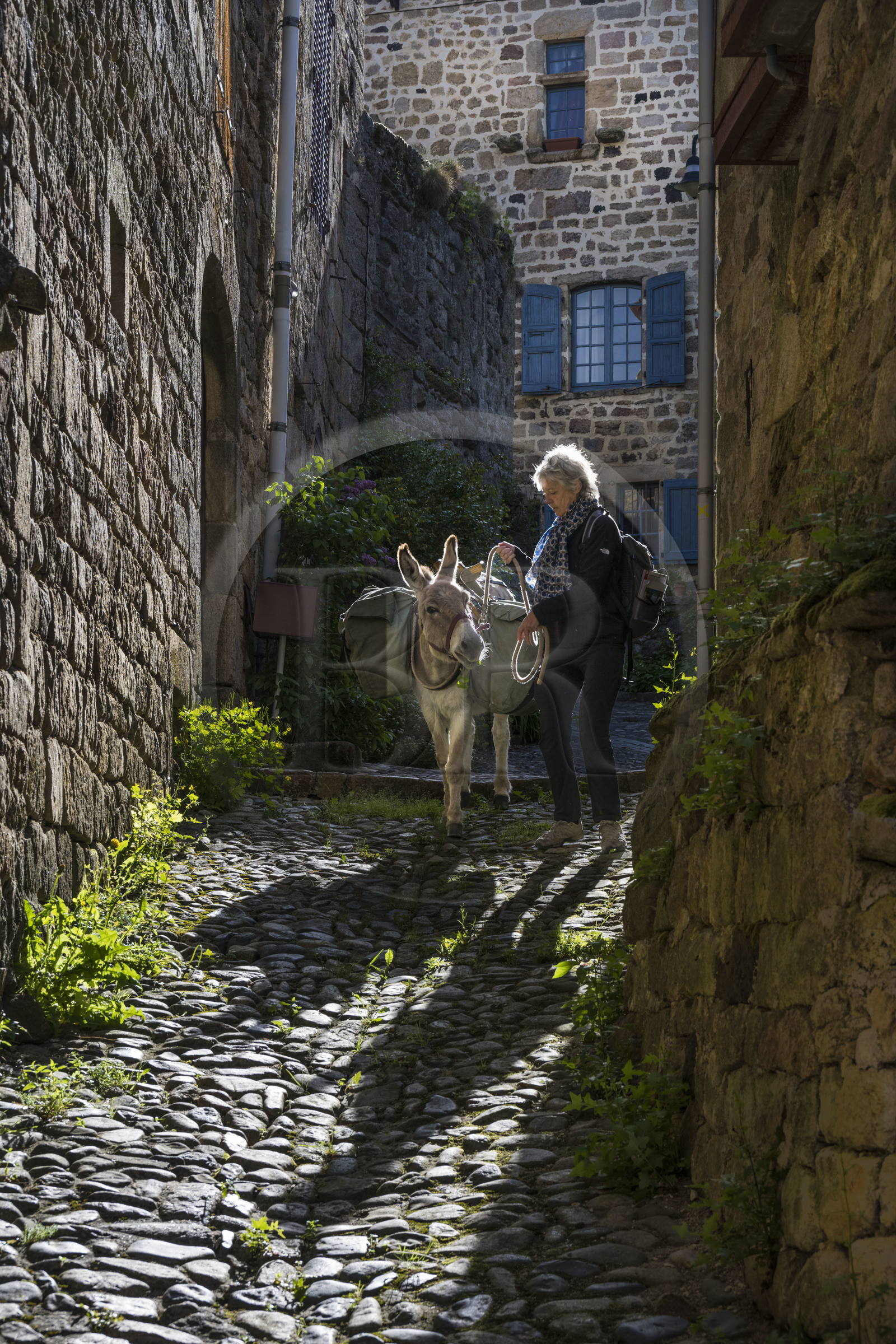 France, Haute-Loire (43), Pradelles, labellisé Les Plus Beaux Villages de France, randonnée avec un âne sur le chemin de Stevenson (GR 70) dans une ruelle de la vieille ville