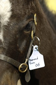 Republic of Ireland, County Kildare, Maynooth, Moyglare Stud