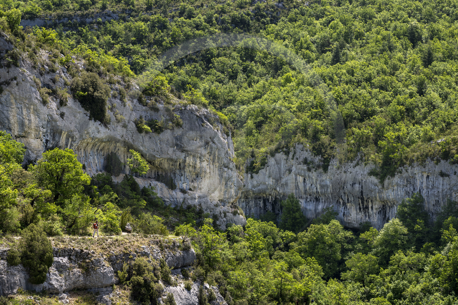 France, Vaucluse (84), Parc naturel régional du Mont Ventoux, Monieux, Gorges de La Nesque, randonneurs descendant sur un sentier vers le  fond du canyon