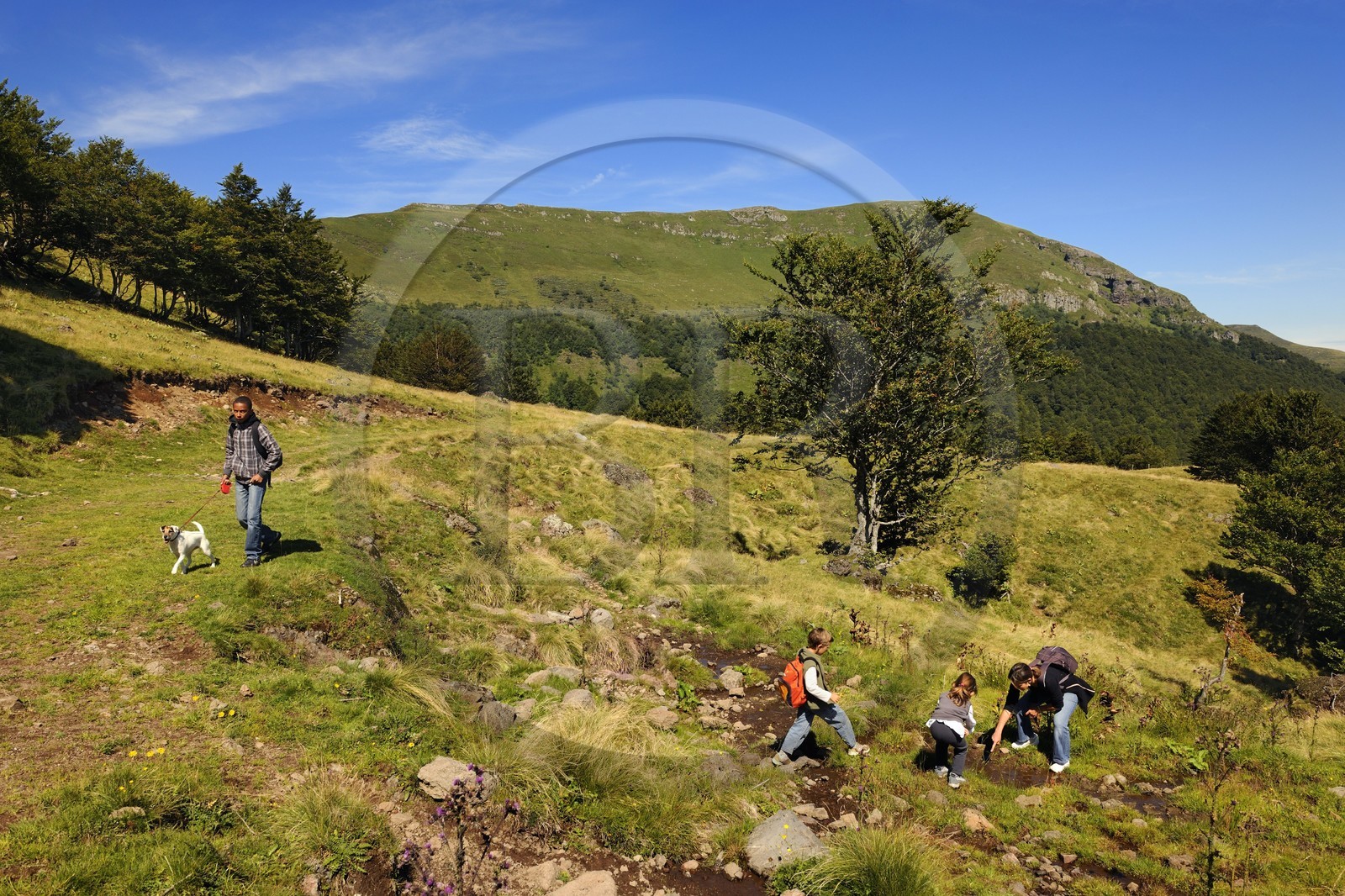 France, Cantal (15), monts du Cantal, Parc Naturel Régional des Volcans d' Auvergne, randonnée au pied de la montagne du Puy-Mary (1783m)