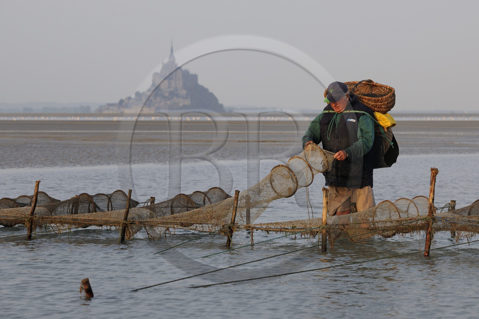 France, Manche, Bay of Mont Saint Michel, listed as World Heritage by UNESCO, Beach fisherman Guy Jugan lifting his nets full of Crangon crangon (grey shrimp) shrimps at dawn