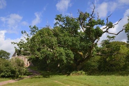 France, Morbihan (56), forêt de Brocéliande, Concoret, le château de Comper qui abrite les expositions du Centre de l'imaginaire arthurien