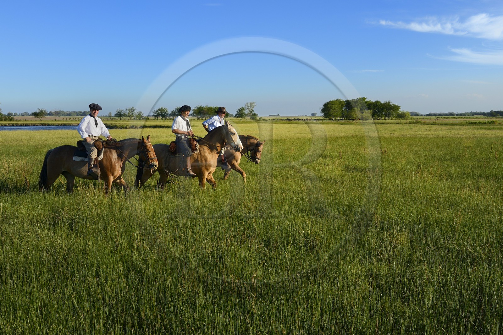 Argentine, province de Buenos Aires, San Antonio de Areco, estancia La Bamba de Areco, gauchos au travail dans la pampa