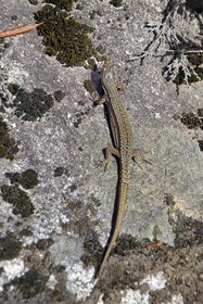France, Hautes-Pyrénées (65), Saint-Lary-Soulan, Réserve naturelle nationale du Néouvielle, lézard des murailles (Podarcis muralis) est appelé rapiette