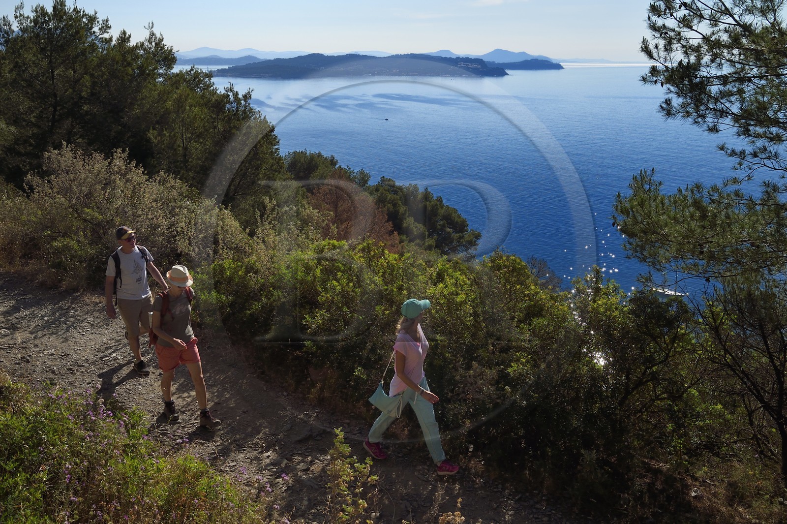 France, Var (83), La Seyne-sur-Mer, randonnée dans le massif du Cap Sicié le long du chemin du Joncquet en contrebas de la Corniche Merveilleuse, la presqu'Ile de Saint-Mandrier en arrière plan